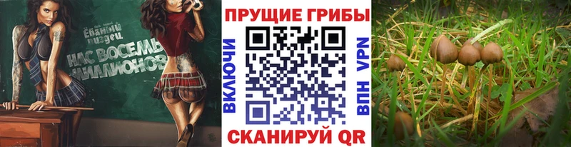 Купить где Гусь-Хрустальный Галлюциногенные грибы ЛСД